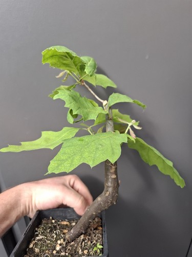 Part trained red oak - part,