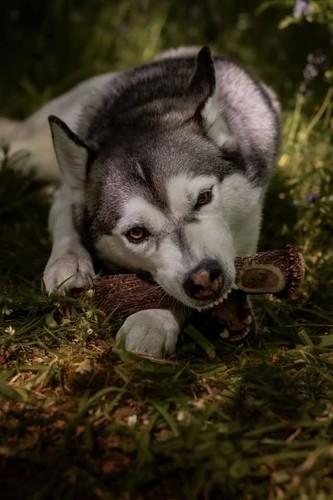 Natural deer antler dog - dog, chews