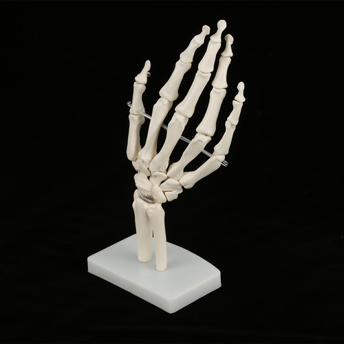 Anatomical life size - life,