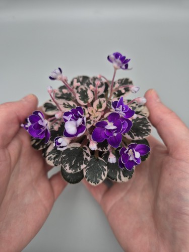 Rare variegated - rare,