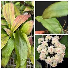 Hoya Erythrina. Wax Plant. 1X Rooted Plant.  Fragrant Fuzzy Flowers. 