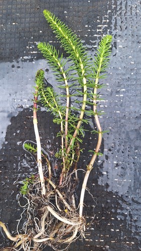 Stems hippuris vulgaris - stems,