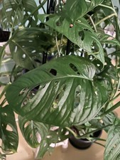 Monstera Adansonii “Swiss