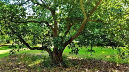 Quercus phillyreoides black - quercus, /