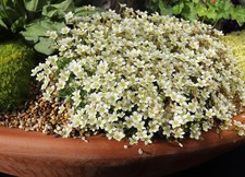 Saxifraga White Perennial