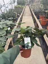 Fatsia japonica large - large, plant