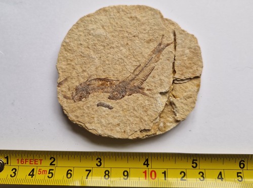 Double fossil fish plate - double,