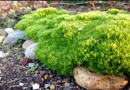 Scleranthus new zealand - scleranthus, moss