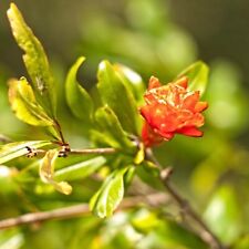 2 YEAR OLD Pomegranate Tree (38cm) Plant Bush 'Punica granatum' hardy in 3L pot