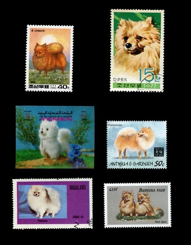 Pomeranian pom spitz toy - pomeranian,