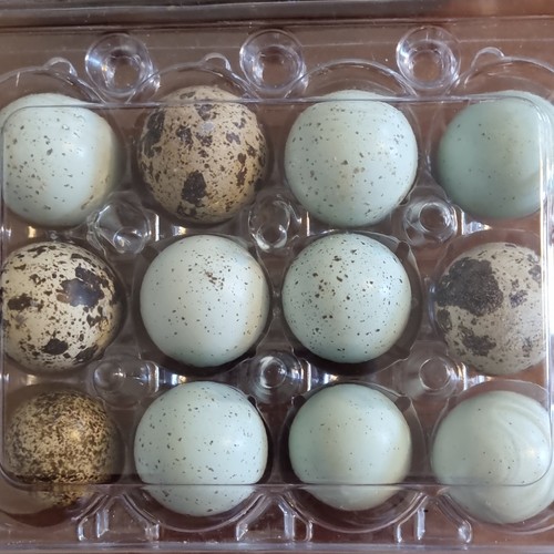 Fresh mixed colour quail - fresh,