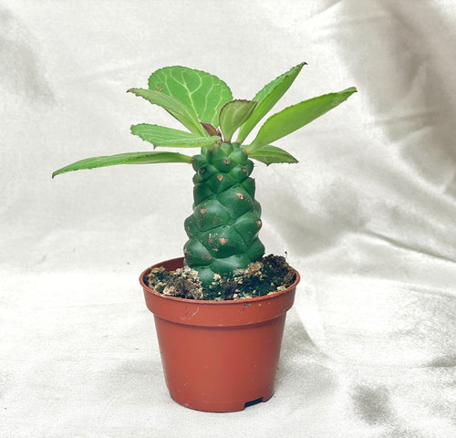 Euphorbia monadenium ritchiei - euphorbia,