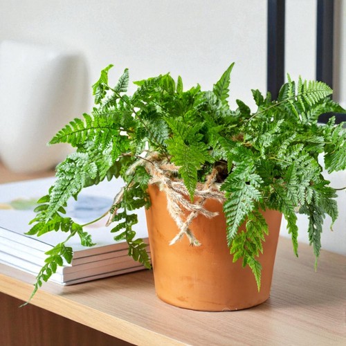White rabbit foot fern 12cm - rabbit,