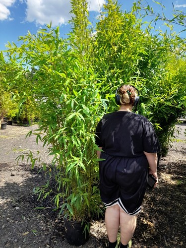 Phyllostachys aurea 18l - phyllostachys, 6-7ft