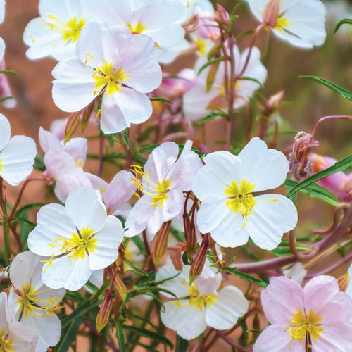 Pale evening primrose - pale, |