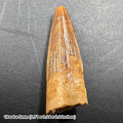 Fossilised spinosaurus