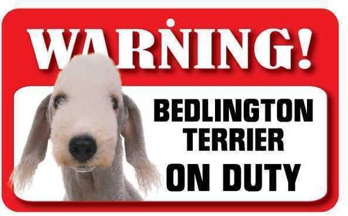 Bedlington terrier sign - terrier,