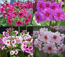 4 X plants of Primula japonica