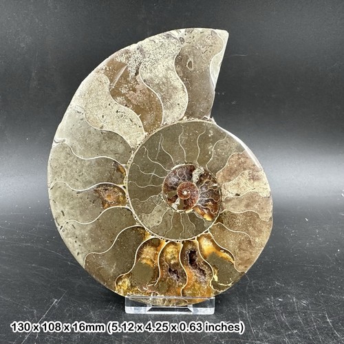 Fossil ammonite half - fossil,
