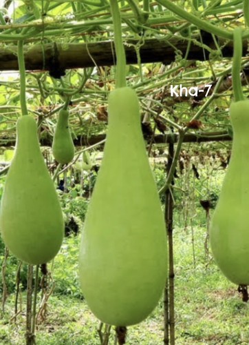 100 genuine bangladeshi - 100%,