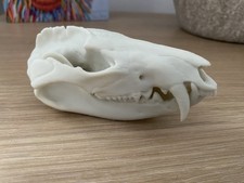 Replica Opossum Skull