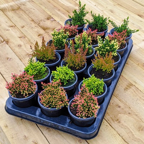 Calluna heathers large - calluna, |