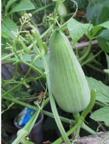 Achocha similar potol - achocha, to