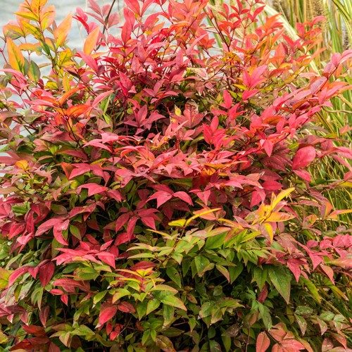 Nandina gulf stream heavenly - stream,