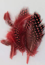 Flytying Scotland Guinea fowl Feather