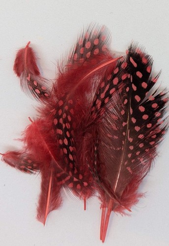 Flytying scotland guinea fowl - scotland,