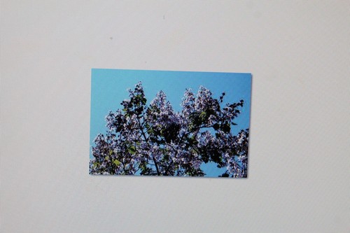Seeds paulownia tomentosa - 15,