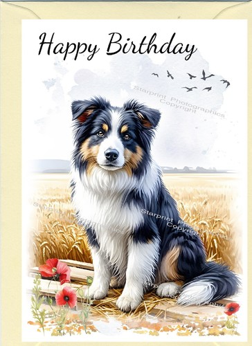 Border collie dog - collie,
