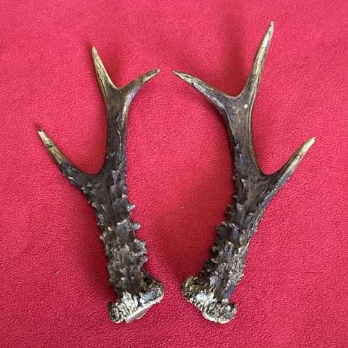 Pair roe deer antlers - of,