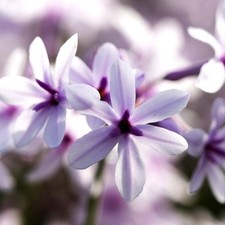 Tulbaghia Purple Eye 9cm