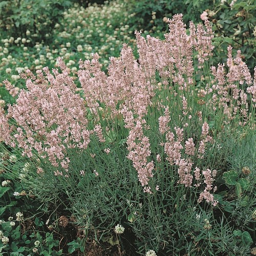 Lavender rosea pink - rosea,