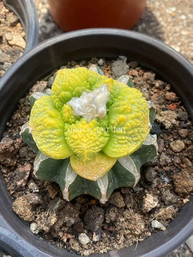 Succulent plant ariocarpus - plant,
