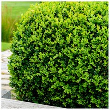 20 Common Box/Buxus