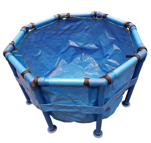 Koi vat fish holding tank - koi, with