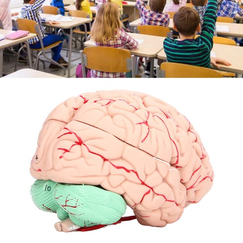 Human brain model - ´human,
