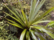Cordyline indivisa MOUNTAIN