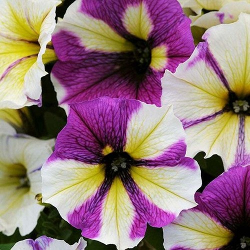Yellow purple white petunia - purple,