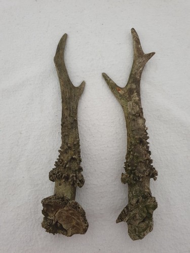 Roe deer antlers - –, not