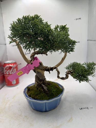 Juniper bonsai about - about, years