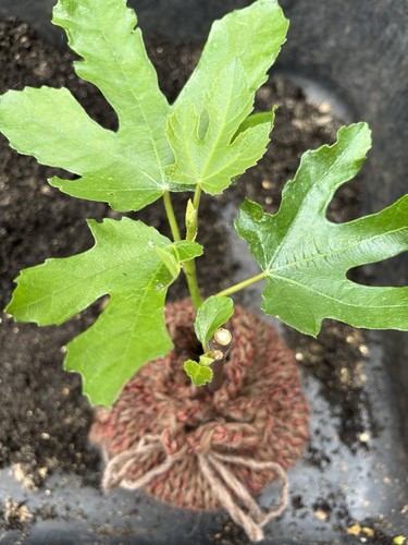 Ficus carica little miss - ficus, ‘little