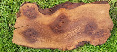 Timber scottish burr elm - scottish, blank