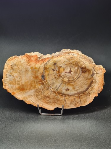 Petrified wood slab - wood, –