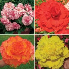 Giant Begonia Tubers Perennial