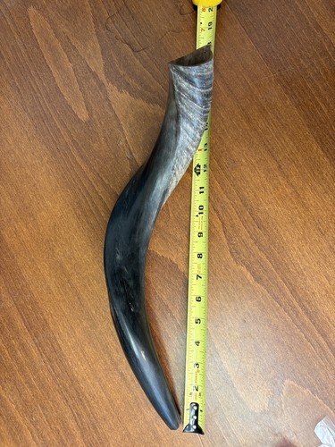 Ram horn blowing shofar - blowing,