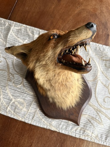 Taxidermy fox head - taxidermy,