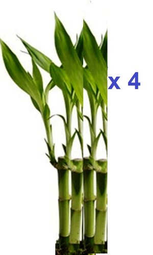Live lucky bamboo indoor - live,